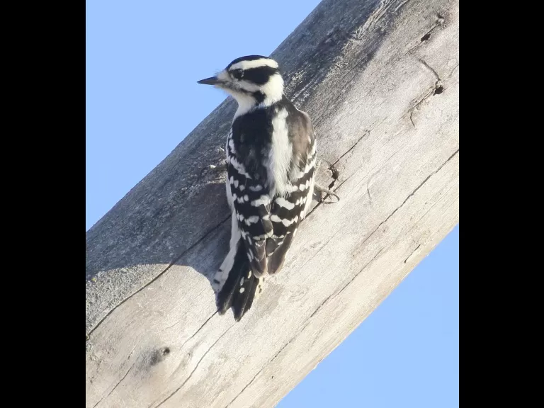 A downy woodpecker at Breakneck Hill Conservation Land in Southborough, photographed by Steve Forman.