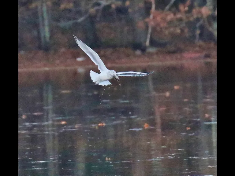 A ring-billed gull with a fish at Hager Pond in Marlborough, photographed by Steve Forman.