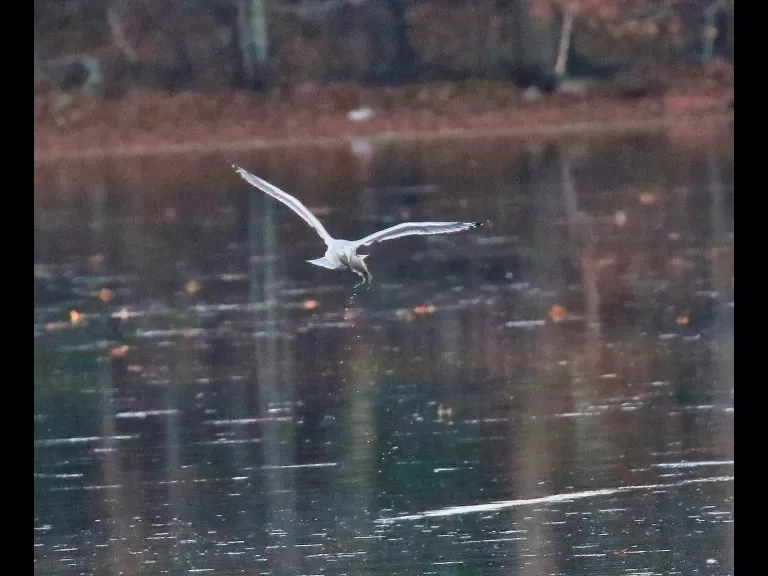 A ring-billed gull with a fish at Hager Pond in Marlborough, photographed by Steve Forman.