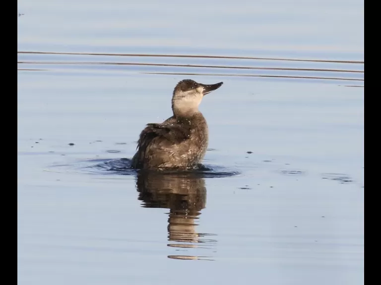 A ruddy duck at Foss Reservoir in Framingham, photographed by Steve Forman.