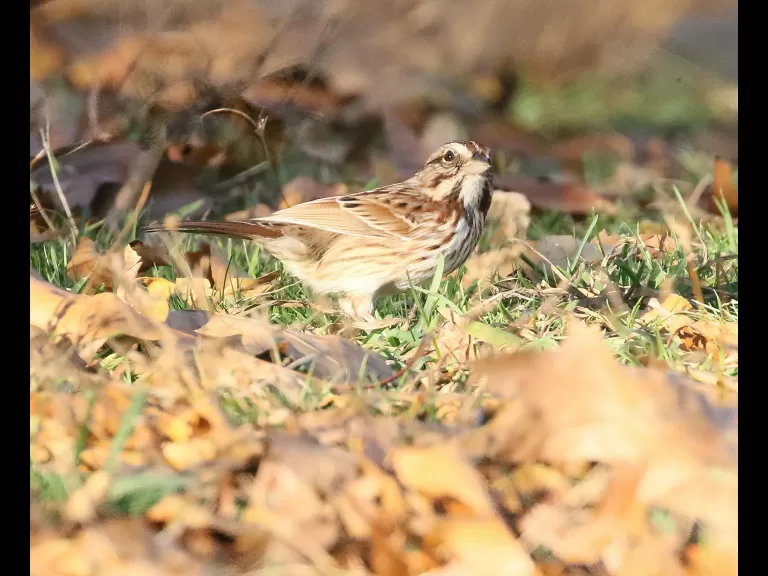 A downy woodpecker at Breakneck Hill Conservation Land in Southborough, photographed by Steve Forman.