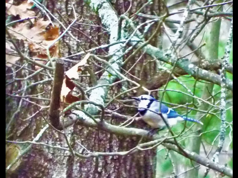 A blue jay in Harvard, photographed by Robin Right.