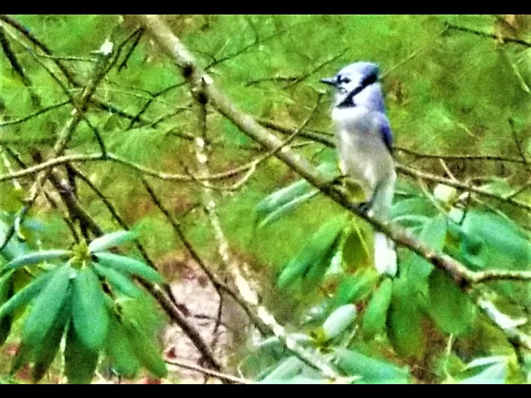 A blue jay in Harvard, photographed by Robin Right.