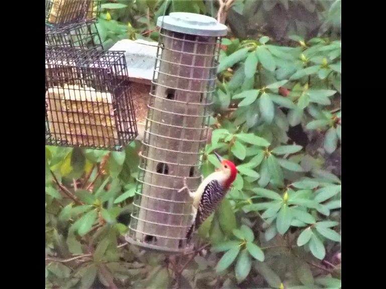 A blue jay in Harvard, photographed by Robin Right.