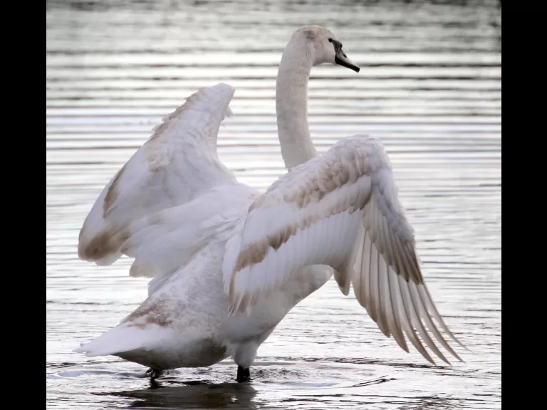 Mute swans at Hager Pond in Marlborough, photographed by Steve Forman.