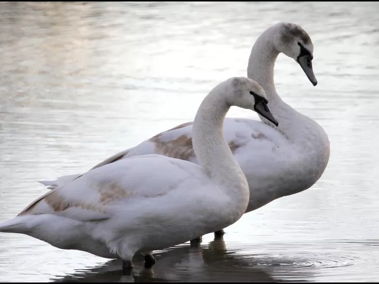 Mute swans at Hager Pond in Marlborough, photographed by Steve Forman.