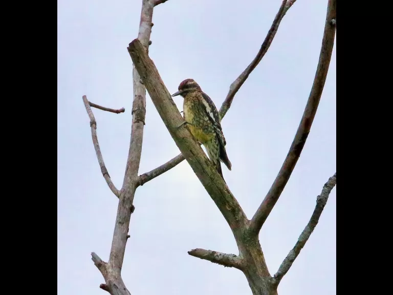A blue jay at Breakneck Hill Conservation Land in Southborough, photographed by Steve Forman.