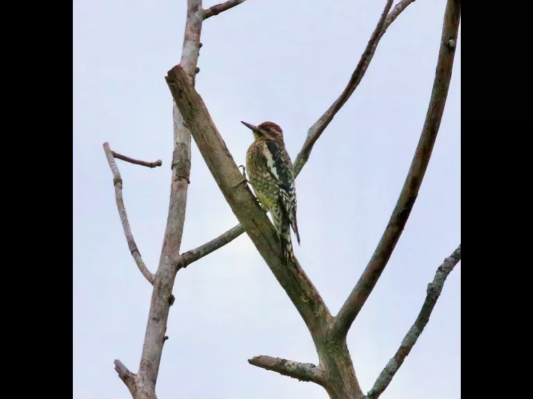 A blue jay at Breakneck Hill Conservation Land in Southborough, photographed by Steve Forman.