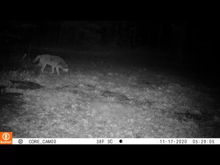 A coyote in Sudbury, photographed with an automatically triggered wildlife camera by Tom McGowan.