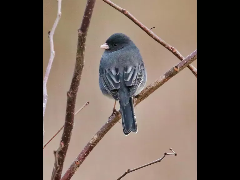 A blue jay at Breakneck Hill Conservation Land in Southborough, photographed by Steve Forman.