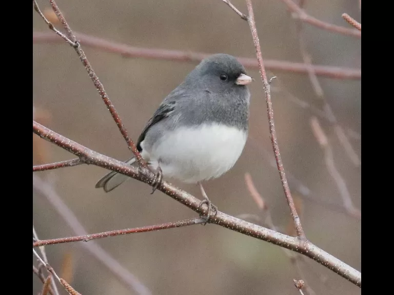 A blue jay at Breakneck Hill Conservation Land in Southborough, photographed by Steve Forman.