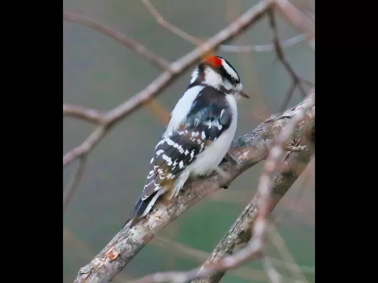 A blue jay at Breakneck Hill Conservation Land in Southborough, photographed by Steve Forman.