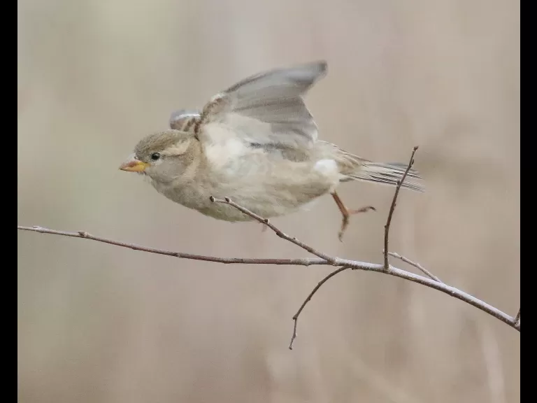 A blue jay at Breakneck Hill Conservation Land in Southborough, photographed by Steve Forman.