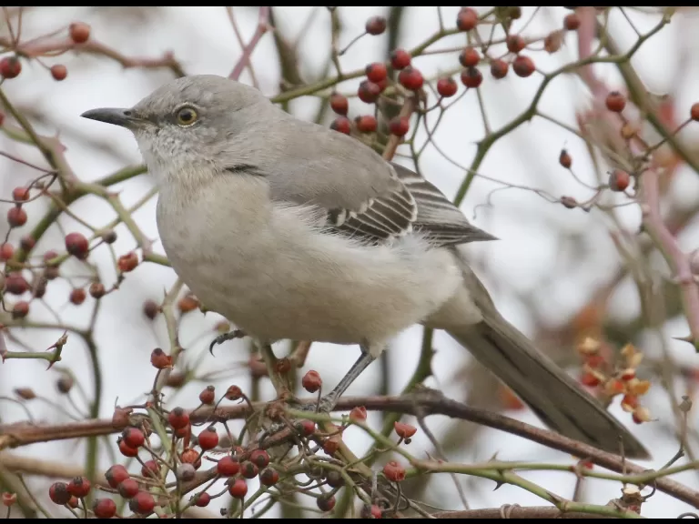 A blue jay at Breakneck Hill Conservation Land in Southborough, photographed by Steve Forman.