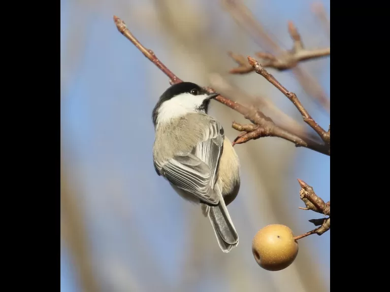 A blue jay at Breakneck Hill Conservation Land in Southborough, photographed by Steve Forman.