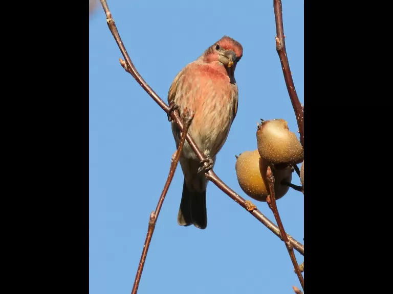 A blue jay at Breakneck Hill Conservation Land in Southborough, photographed by Steve Forman.