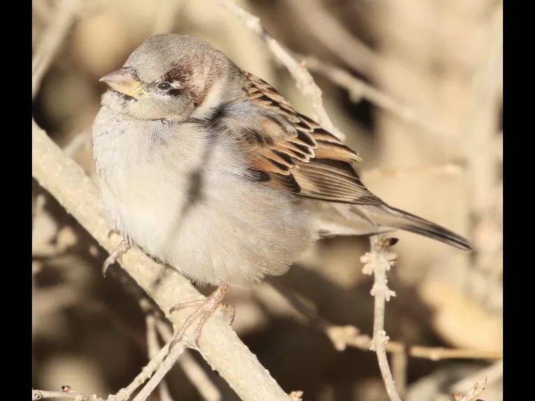 A blue jay at Breakneck Hill Conservation Land in Southborough, photographed by Steve Forman.