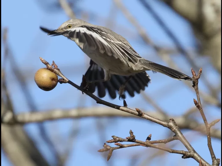 A blue jay at Breakneck Hill Conservation Land in Southborough, photographed by Steve Forman.