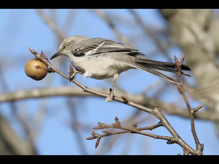 A blue jay at Breakneck Hill Conservation Land in Southborough, photographed by Steve Forman.