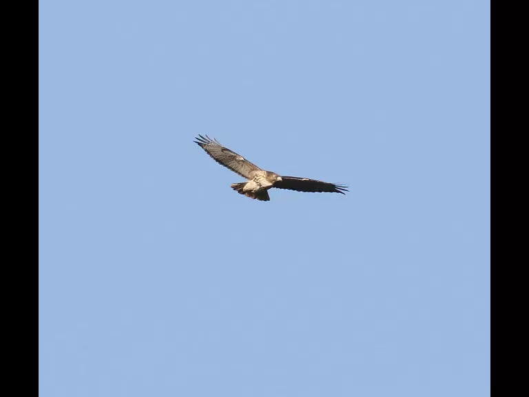 A blue jay at Breakneck Hill Conservation Land in Southborough, photographed by Steve Forman.