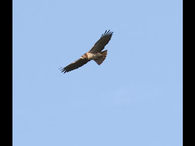 A blue jay at Breakneck Hill Conservation Land in Southborough, photographed by Steve Forman.