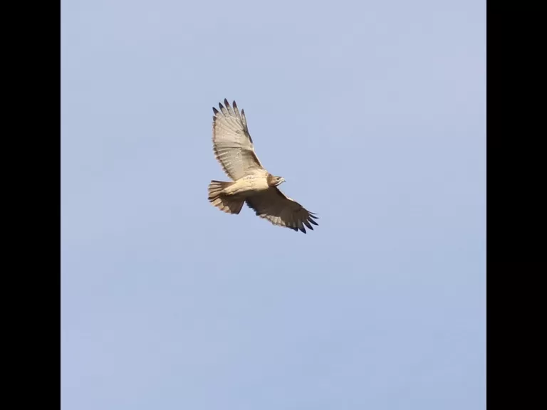 A blue jay at Breakneck Hill Conservation Land in Southborough, photographed by Steve Forman.