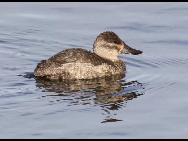 A ruddy duck at Foss Reservoir in Framingham, photographed by Steve Forman.
