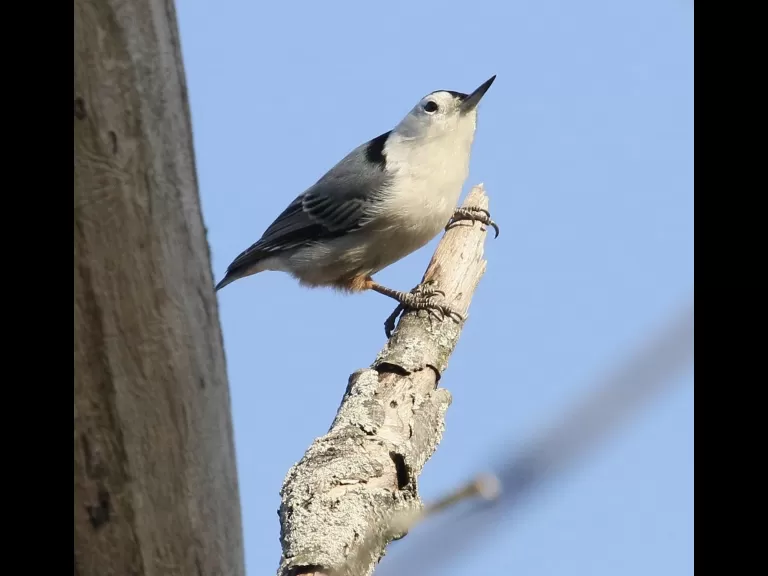 A blue jay at Breakneck Hill Conservation Land in Southborough, photographed by Steve Forman.