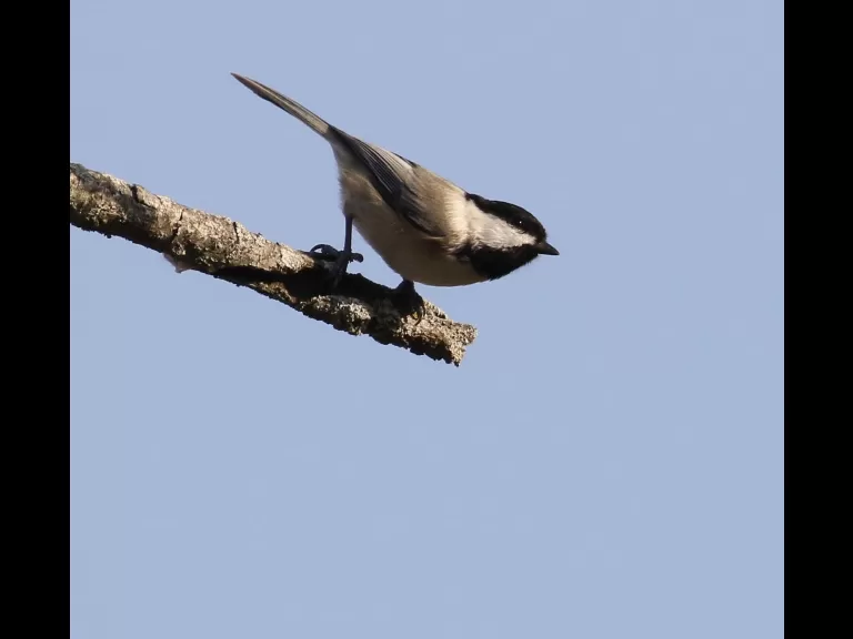 A blue jay at Breakneck Hill Conservation Land in Southborough, photographed by Steve Forman.