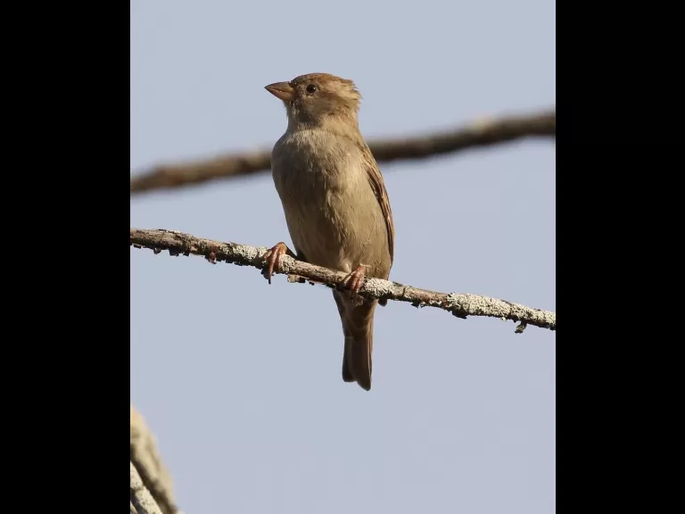 A blue jay at Breakneck Hill Conservation Land in Southborough, photographed by Steve Forman.