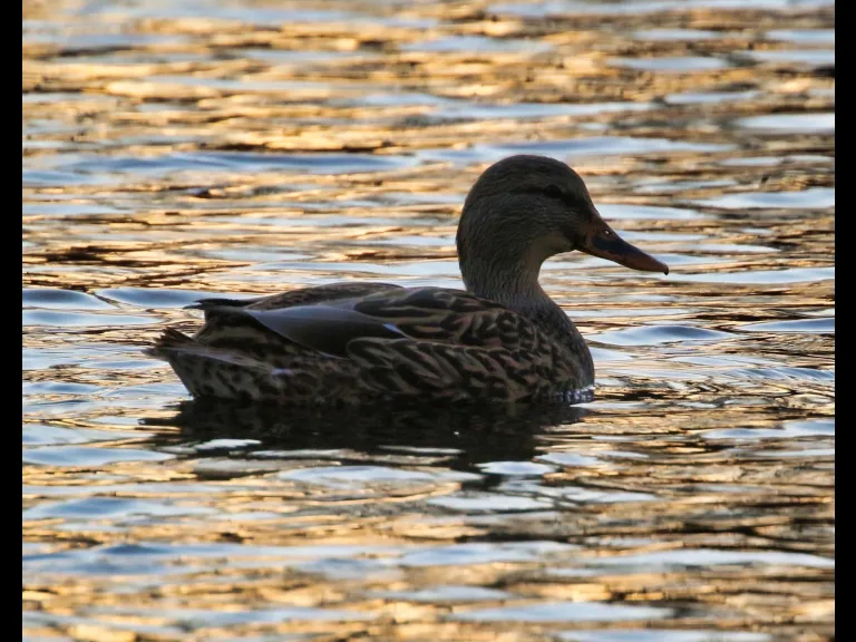 A mallard at Grist Mill Pond in Sudbury, photographed by Steve Forman.