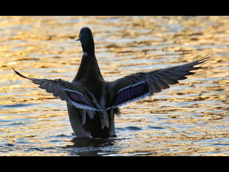 A mallard at Grist Mill Pond in Sudbury, photographed by Steve Forman.
