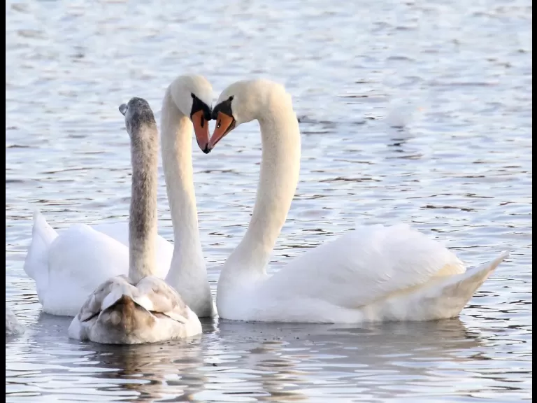 Mute swans at Hager Pond in Marlborough, photographed by Steve Forman.