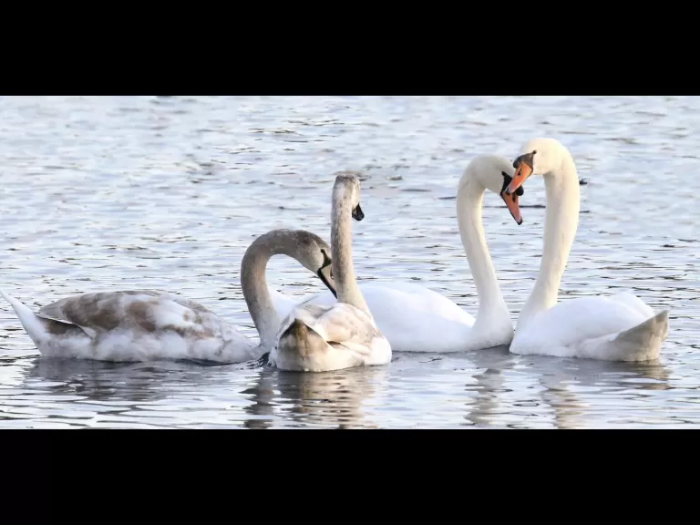 Mute swans at Hager Pond in Marlborough, photographed by Steve Forman.