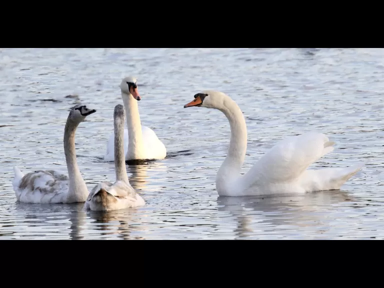 Mute swans at Hager Pond in Marlborough, photographed by Steve Forman.