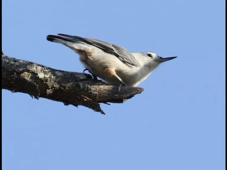 A blue jay at Breakneck Hill Conservation Land in Southborough, photographed by Steve Forman.