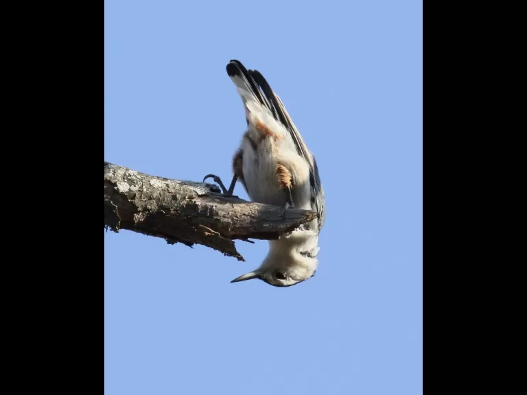 A blue jay at Breakneck Hill Conservation Land in Southborough, photographed by Steve Forman.