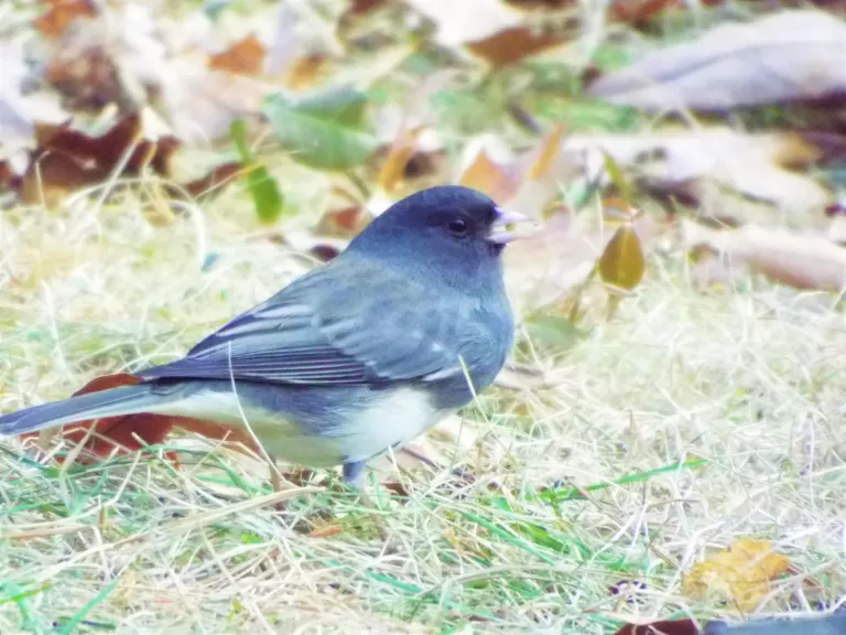 A dark-eyed junco in Harvard, photographed by Robin Right.
