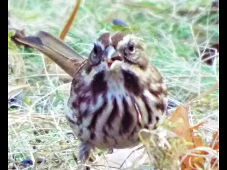 A dark-eyed junco in Harvard, photographed by Robin Right.