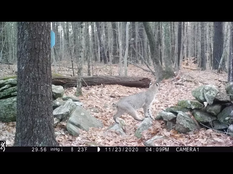 A bobcat in Harvard, photographed with an automatically triggered wildlife camera by Steve Cumming.