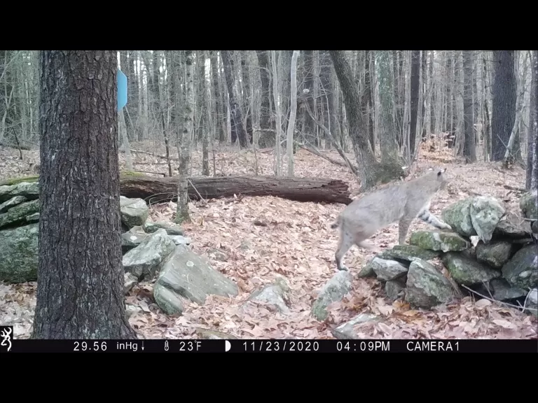 A bobcat in Harvard, photographed with an automatically triggered wildlife camera by Steve Cumming.