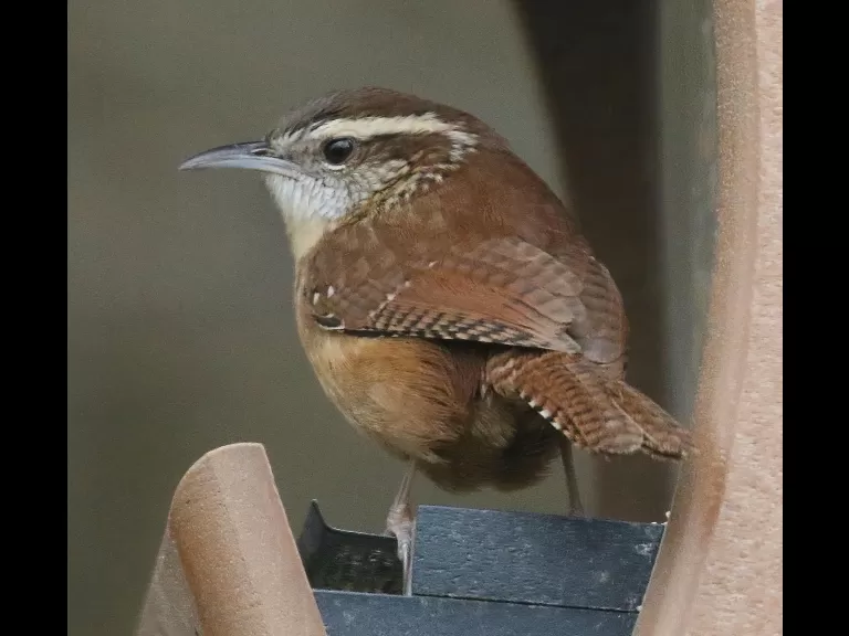 A black-capped chickadee in Framingham, photographed by Steve Forman.