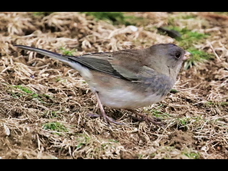 A black-capped chickadee in Framingham, photographed by Steve Forman.