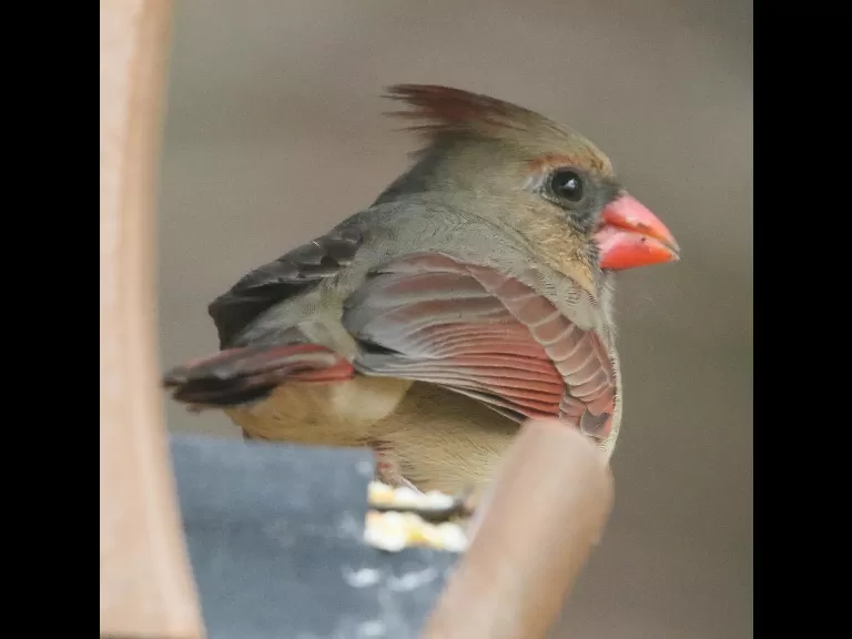 A black-capped chickadee in Framingham, photographed by Steve Forman.