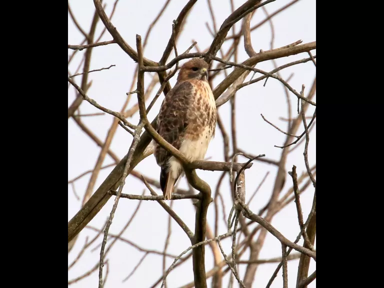 A red-tailed hawk at Breakneck Hill Conservation Land in Southborough, photographed by Steve Forman.