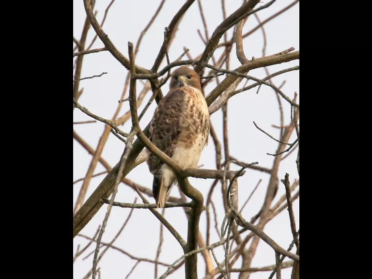 A red-tailed hawk at Breakneck Hill Conservation Land in Southborough, photographed by Steve Forman.