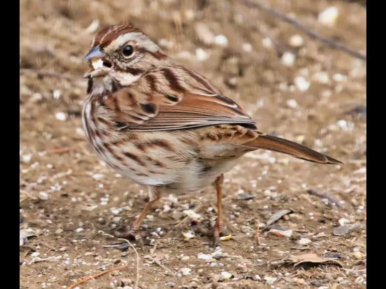 A black-capped chickadee in Framingham, photographed by Steve Forman.