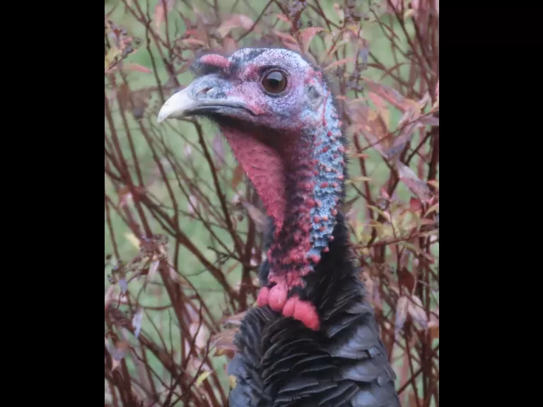 A turkey in Framingham, photographed by Steve Forman.