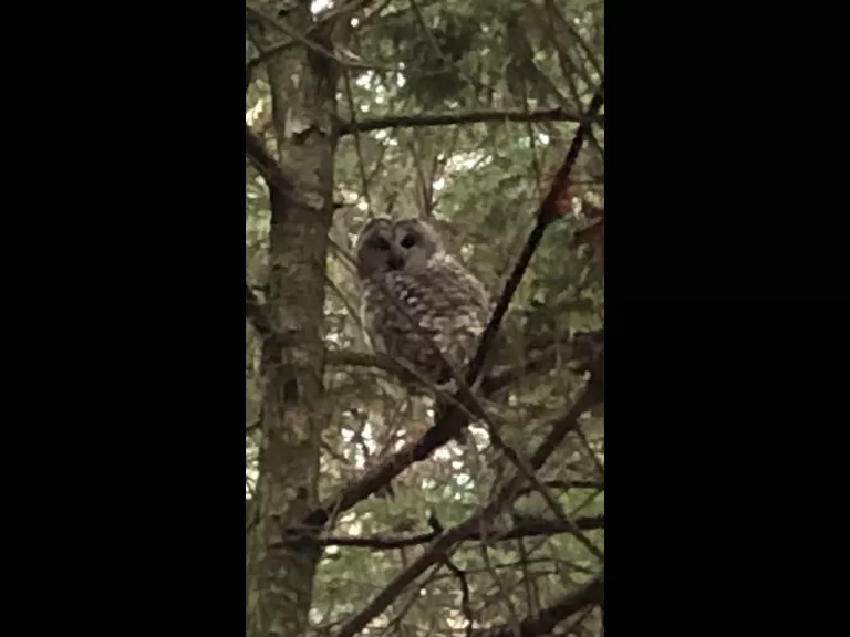 A barred owl in Acton, photographed by Russell Nichols.