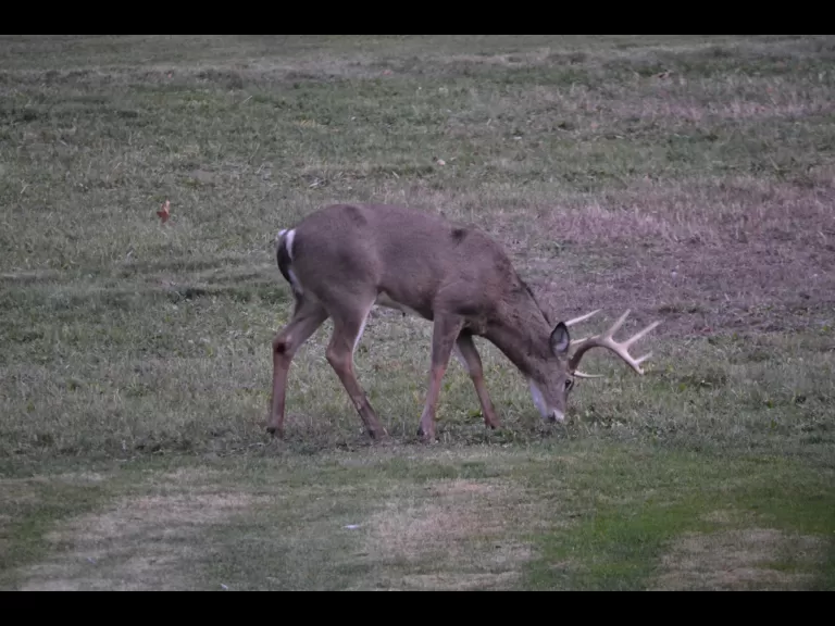 A great blue heron in Wayland, photographed by Chris Jenny.